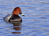 Pochard