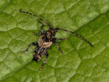 Pogonocherus hispidus