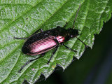 Pterostichus cupreus