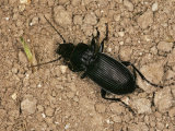 Pterostichus madidus