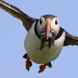 Puffin