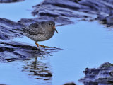 Purple Sandpiper