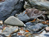 Purple Sandpiper