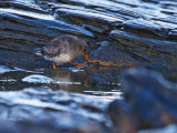 Purple Sandpiper