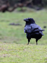 Raven (Corvus corax)