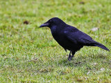 Raven (Corvus corax)