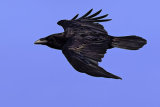 Raven (Corvus corax)