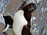 Razorbill