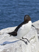 Razorbill