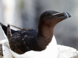 Razorbill