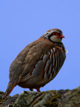 Red-legged Partridge