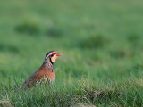 Red-legged Partridge
