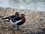 Red-breasted Geese (Branta ruficollis)