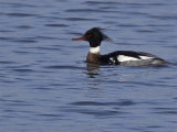 Red-breasted Merganser
