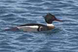 Red-breasted Merganser