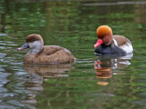 Red-crested Pochard