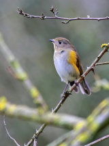 Red-flanked Bluetail