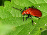 Red-headed Cardinal Beetle