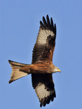 Red Kite