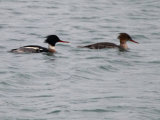 Red-breasted Merganser