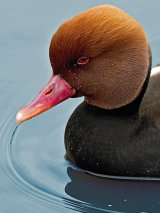 Red-crested Pochard