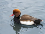 Red-crested Pochard