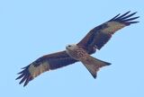 Red Kite