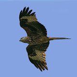 Red Kite