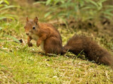 Squirrels