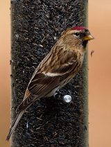 Common or Mealy Redpoll (Carduelis flammea)
