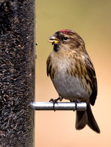 Common or Mealy Redpoll (Carduelis flammea)
