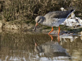 Redshank