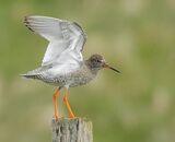 Redshank
