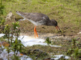 Redshank