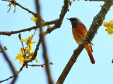 Redstart (Phoenicurus phoenicurus)