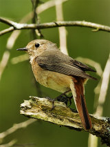 Redstart (Phoenicurus phoenicurus)
