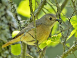 Redstart (Phoenicurus phoenicurus)