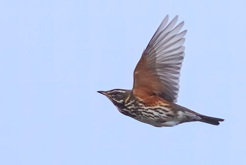Redwing (Turdus iliacus)