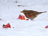 Redwing (Turdus iliacus)