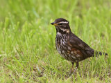 Redwing (Turdus iliacus)