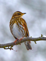 Redwing (Turdus iliacus)