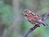 Reed Bunting (Emberiza schoeniclus)
