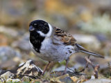 Reed Bunting (Emberiza schoeniclus)