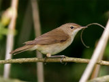 Reed Warbler (Acrocephalus scirpaceus)