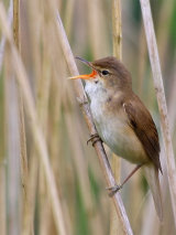 Reed Warbler