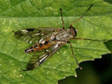 Rhagio scolopacea