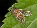 Rhagio tringarius