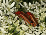 Rhagonycha fulva