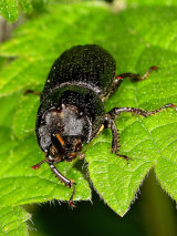 Rhinoceros Beetle