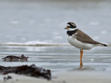 Ringed Plover